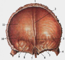 4 - лобная кость, вид сзади.png