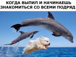 дельфины.jpg