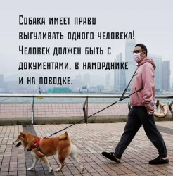 собака.jpg