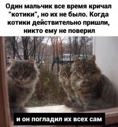 котики.jpg