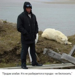 Алабай.jpg