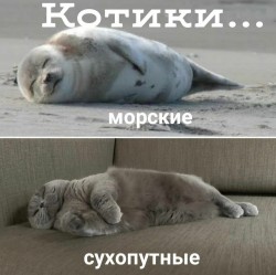 котики.jpg