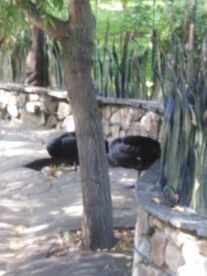 черные лебеди.jpg