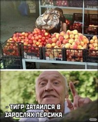 хищник.jpg