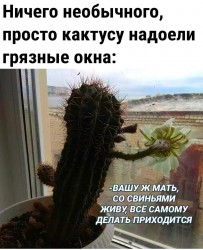 кактус.jpeg