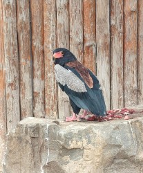 IMG_20240317_124748.jpg