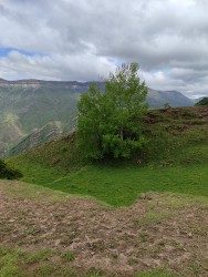 IMG_20240525_141654.jpg