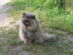 _2_кот.jpg