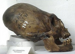 СИРИУС_parakas skull.png