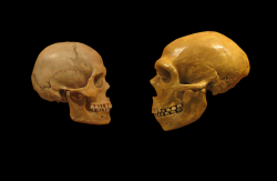 Sapiens_neanderthal_comparison_en_blackbackground.png
