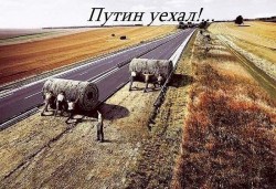 Путин уехал.jpg