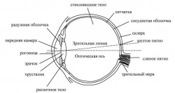 глаз.jpg