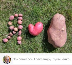 картоха.jpg